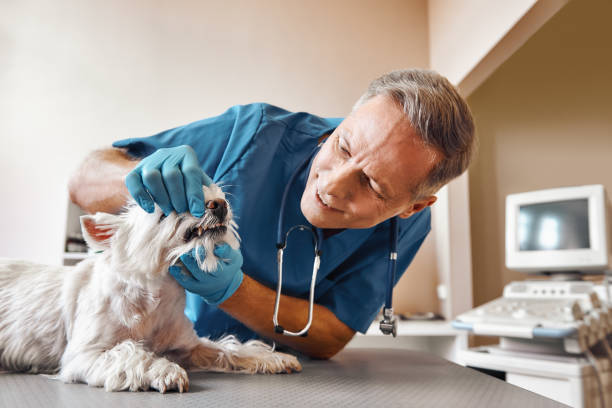 Best 24-Hour Emergency Dentist in Watergate, FL